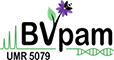 BVpam